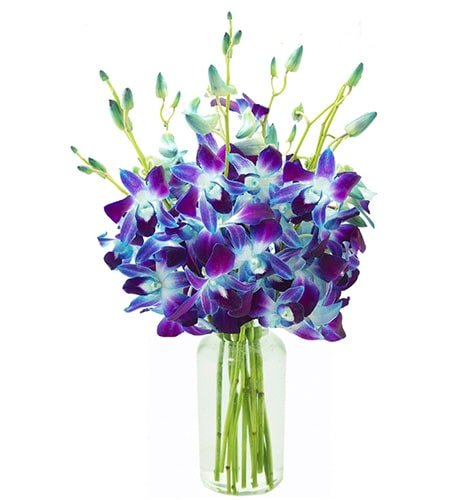 Elegant Orchid Vase Arrangement