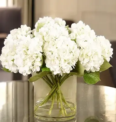 10 White Hydrangea in ...