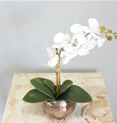 White Orchid Plant