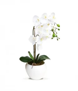 White Orchard Plants