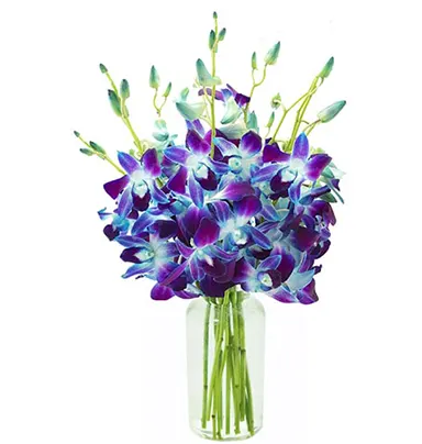 Elegant Orchid Vase Arrangement