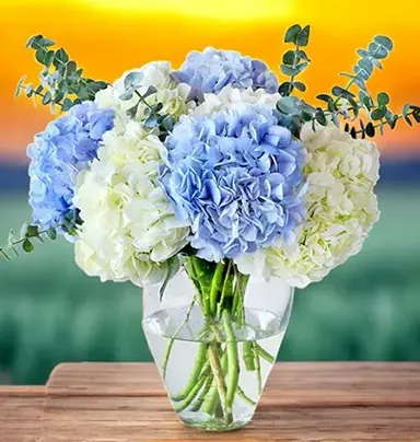 Arrangement of 8 White & Blue Hydrangeas in a...