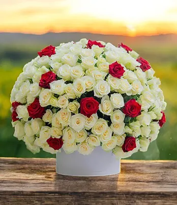 100 Red and White Roses in Elegant Box - Perf...
