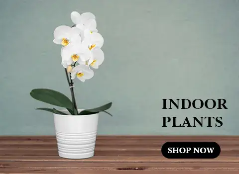 Orchid Delivery Dubai