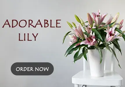 Lily Delivery Dubai