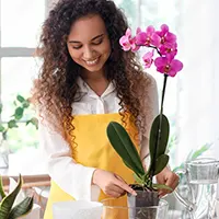 Home Plants