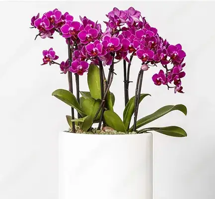 Dubai Gift Online